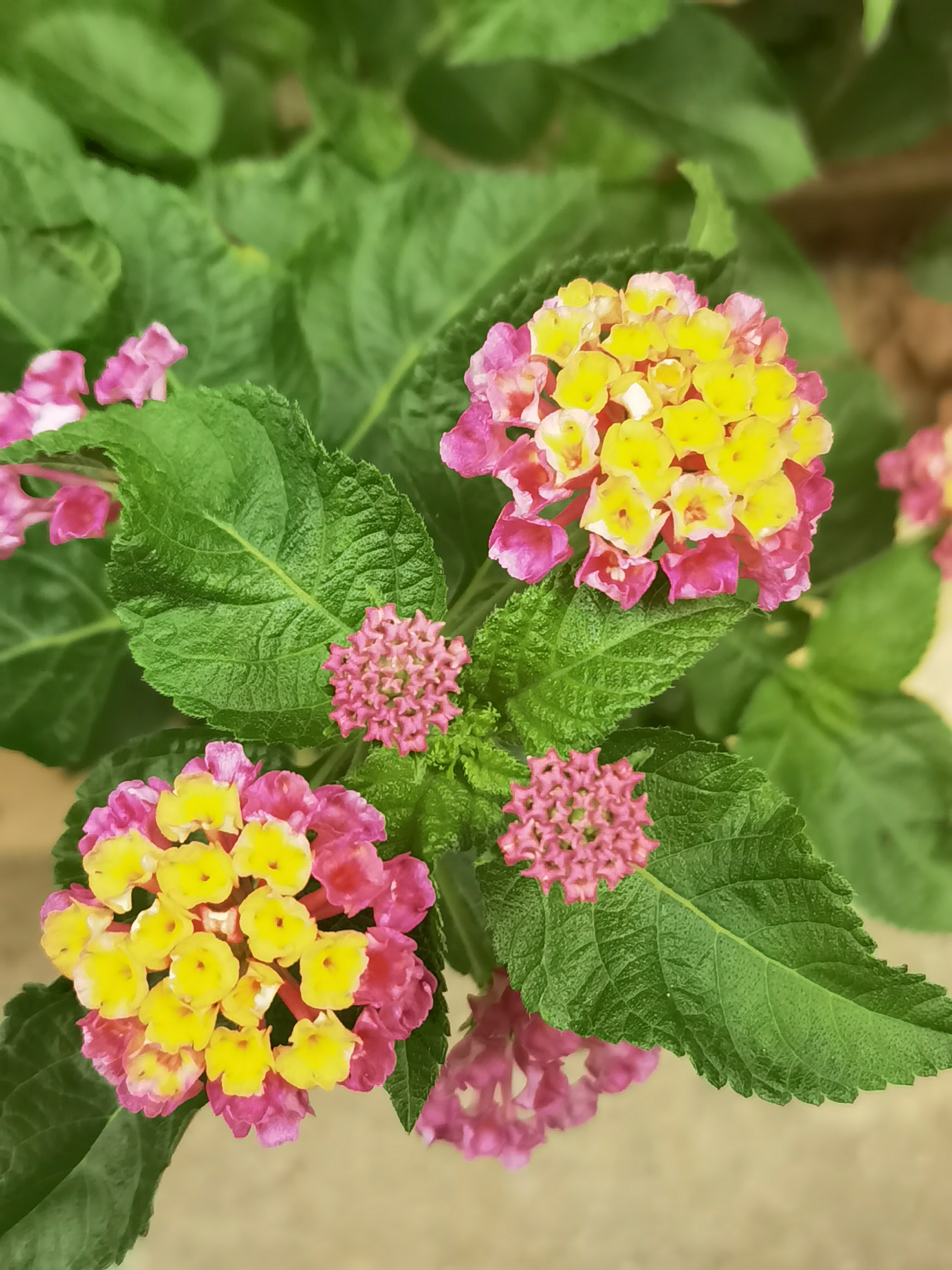 炎热的地方,地栽马缨丹,管理也粗放,是个