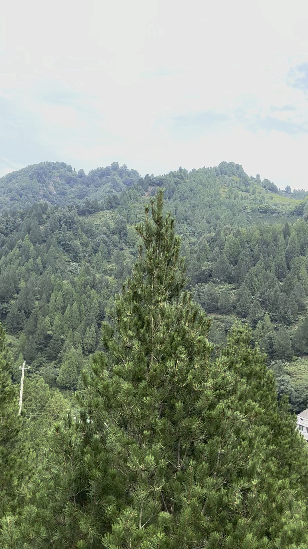 陕西蓝田白皮松基地图片