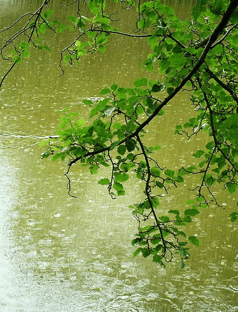 墙头雨细图片