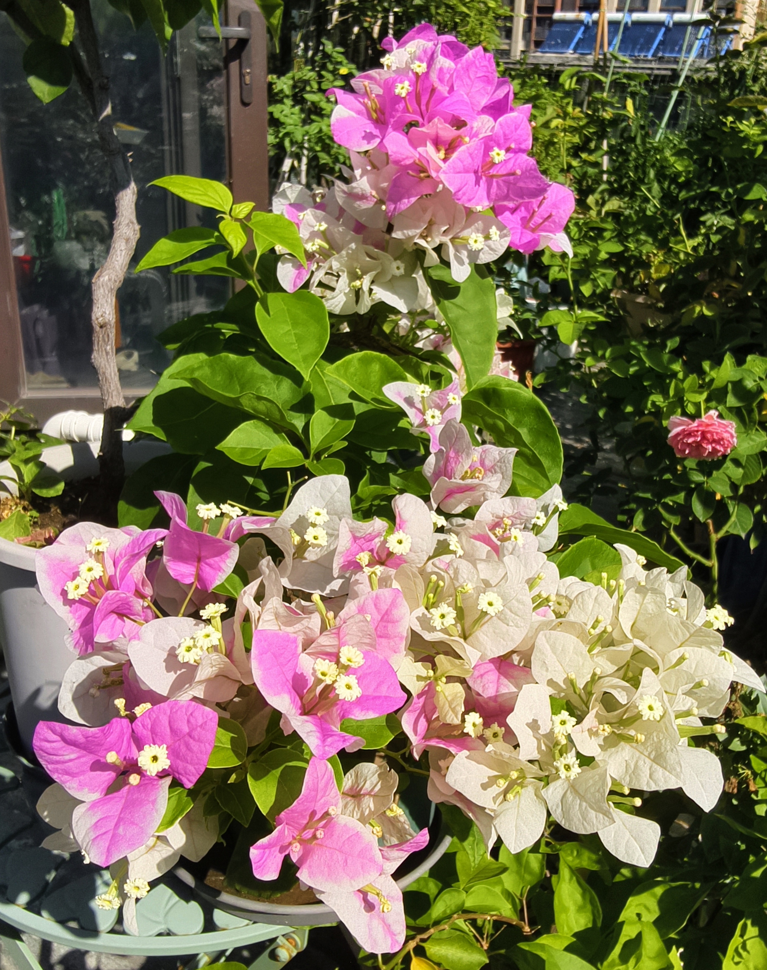 什么花喜欢室外暴晒#有些花喜欢室外暴晒,即使夏天也不怕晒,如果潘