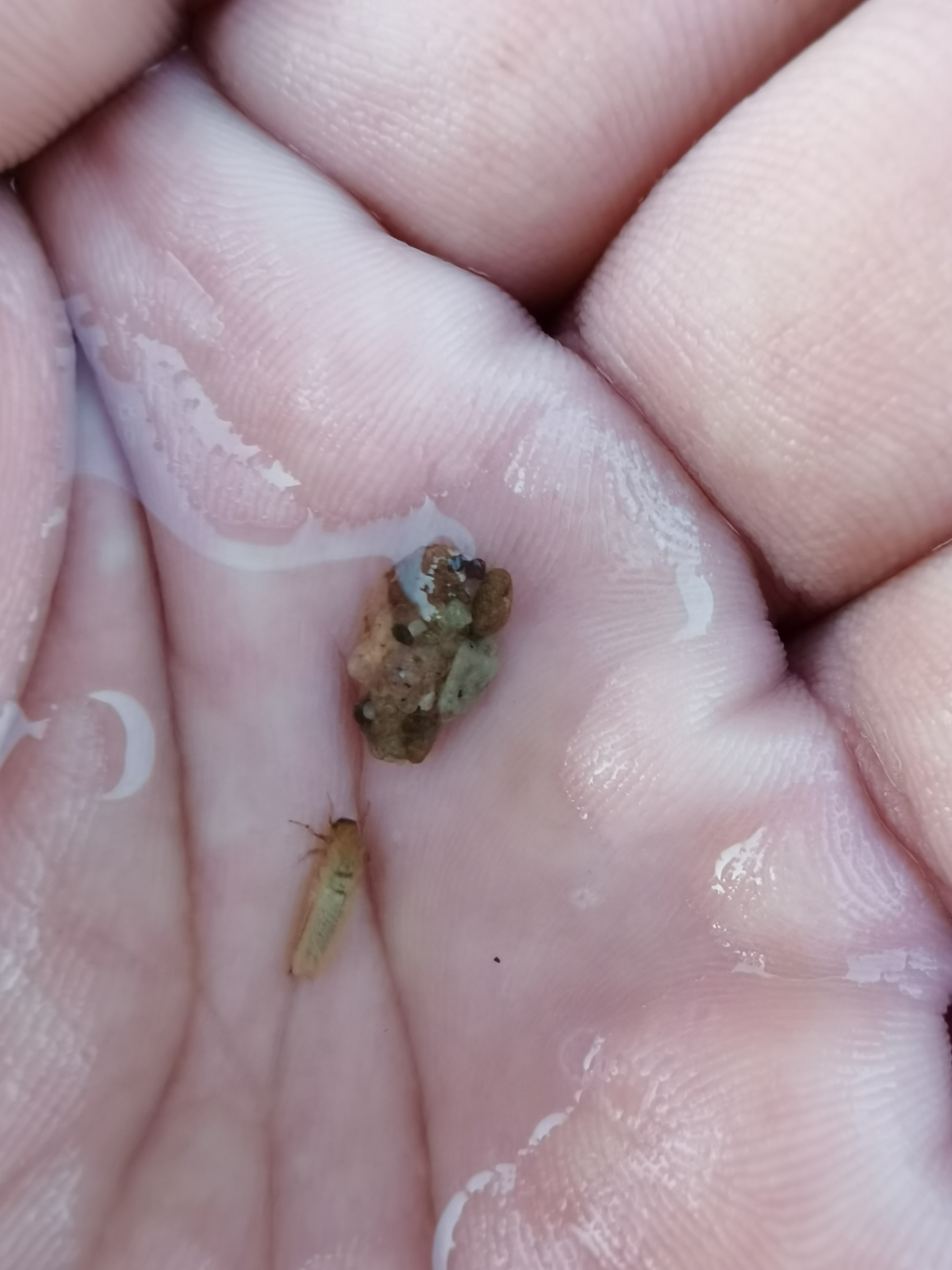 我抓了两个,发现有个洞,里边钻了一条虫子,这虫子把小石子粘到身上