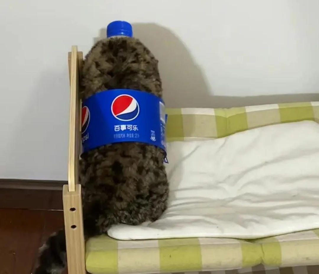 还以为是小猫被塞到了可乐瓶里,结果没有想到这小猫咪也太可爱了吧,穿