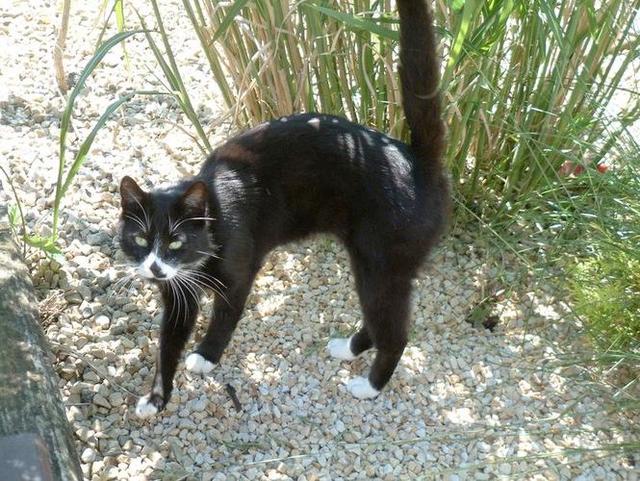 猫咪不同的尾巴姿态,代表什么含义,铲屎官知道吗?