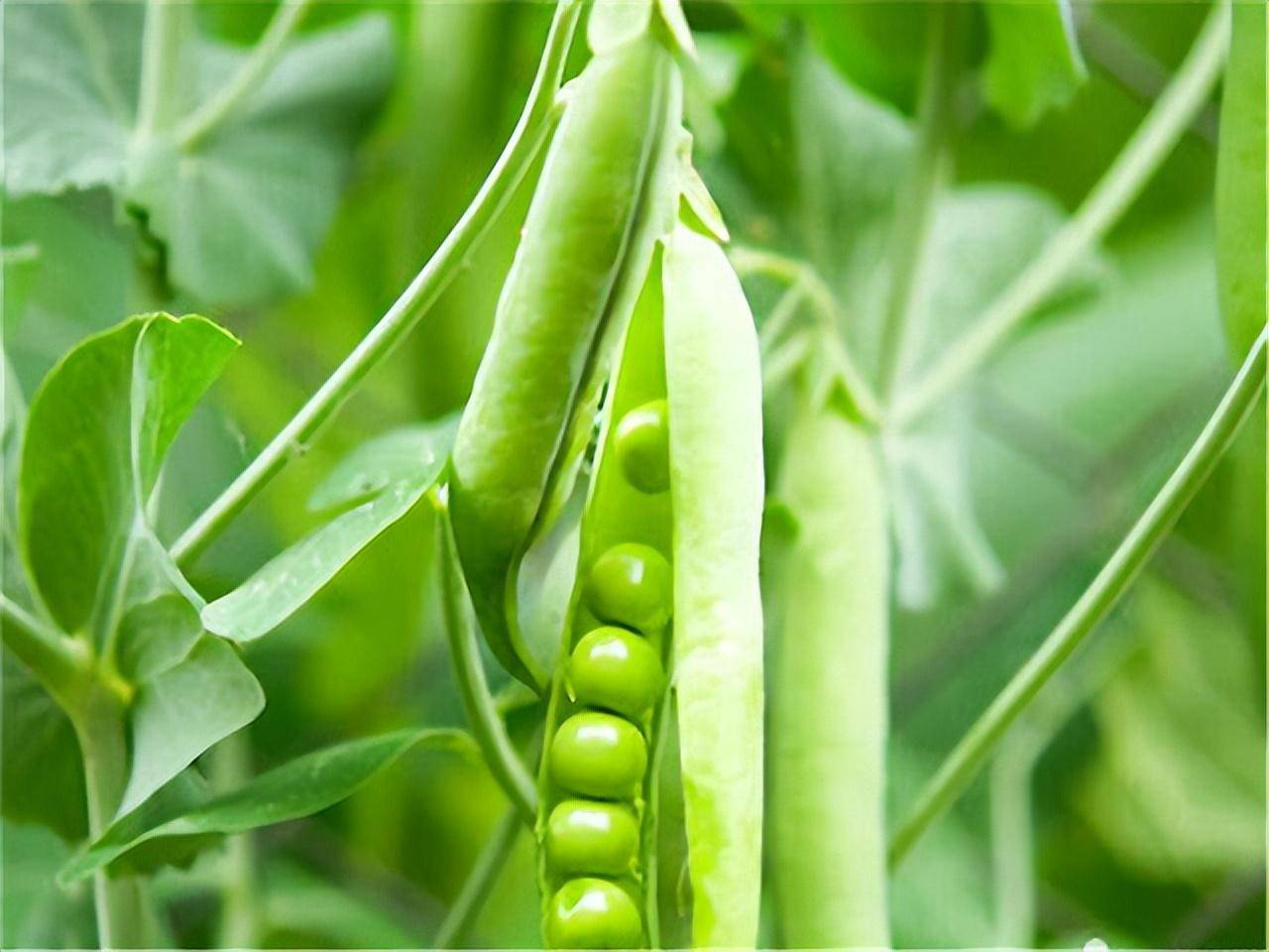 豌豆,这个小小的绿色豆子,可能你已经在餐桌上见过无数次,但你知道它