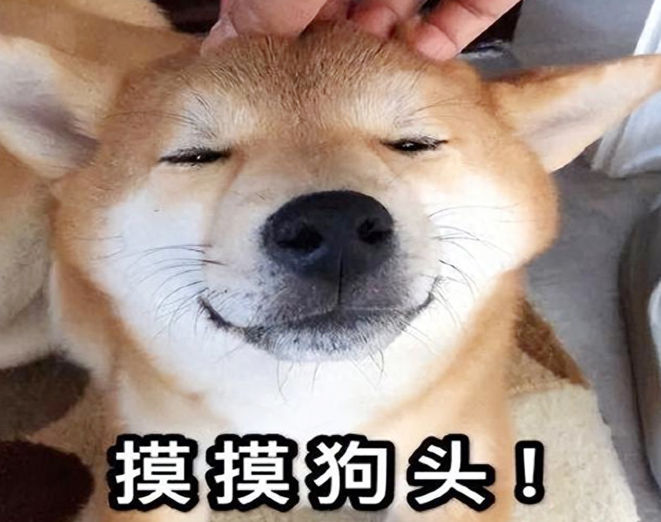 原来你摸狗狗头时,在狗眼里,有这5个意思一,主人
