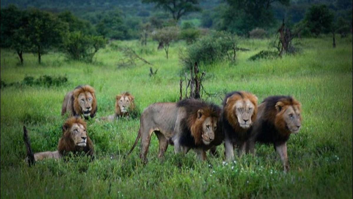 六只小狮子的传奇狮王之路!从出生到覆灭的整个过程,令人感慨