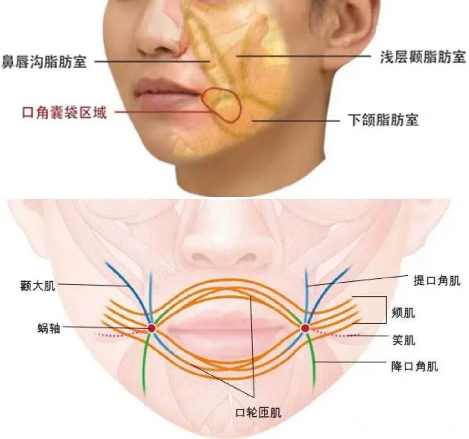 颊侧翼缘区图片图片