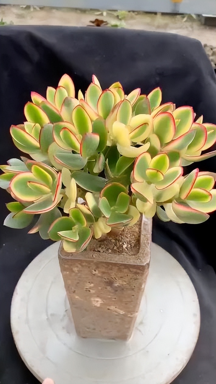 人见人爱的多肉新花月锦,皮实好养上档次,养成漂亮小老桩