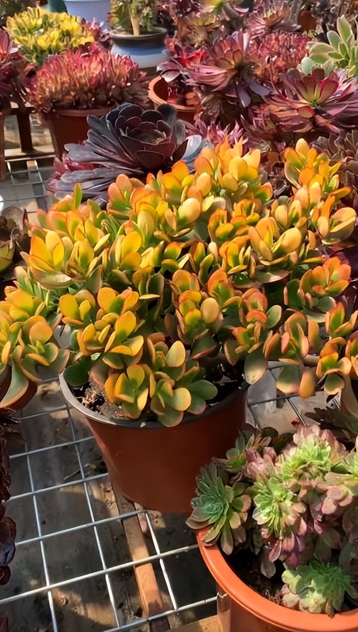 人见人爱的多肉新花月锦,皮实好养上档次,养成漂亮小老桩