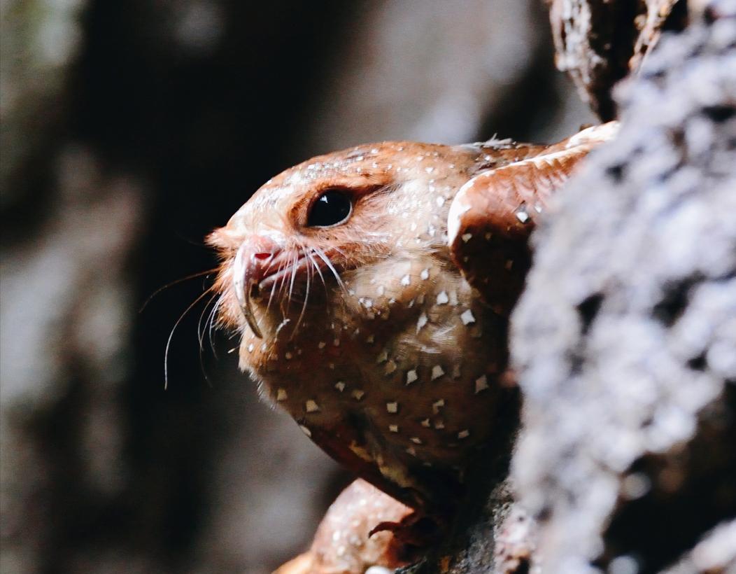 它是鸟类中当之无愧的"油王",明明只吃素,却长了
