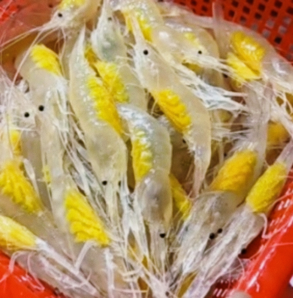 这种透明的虾确实极为罕见,让人一时难以确定其具体品种.