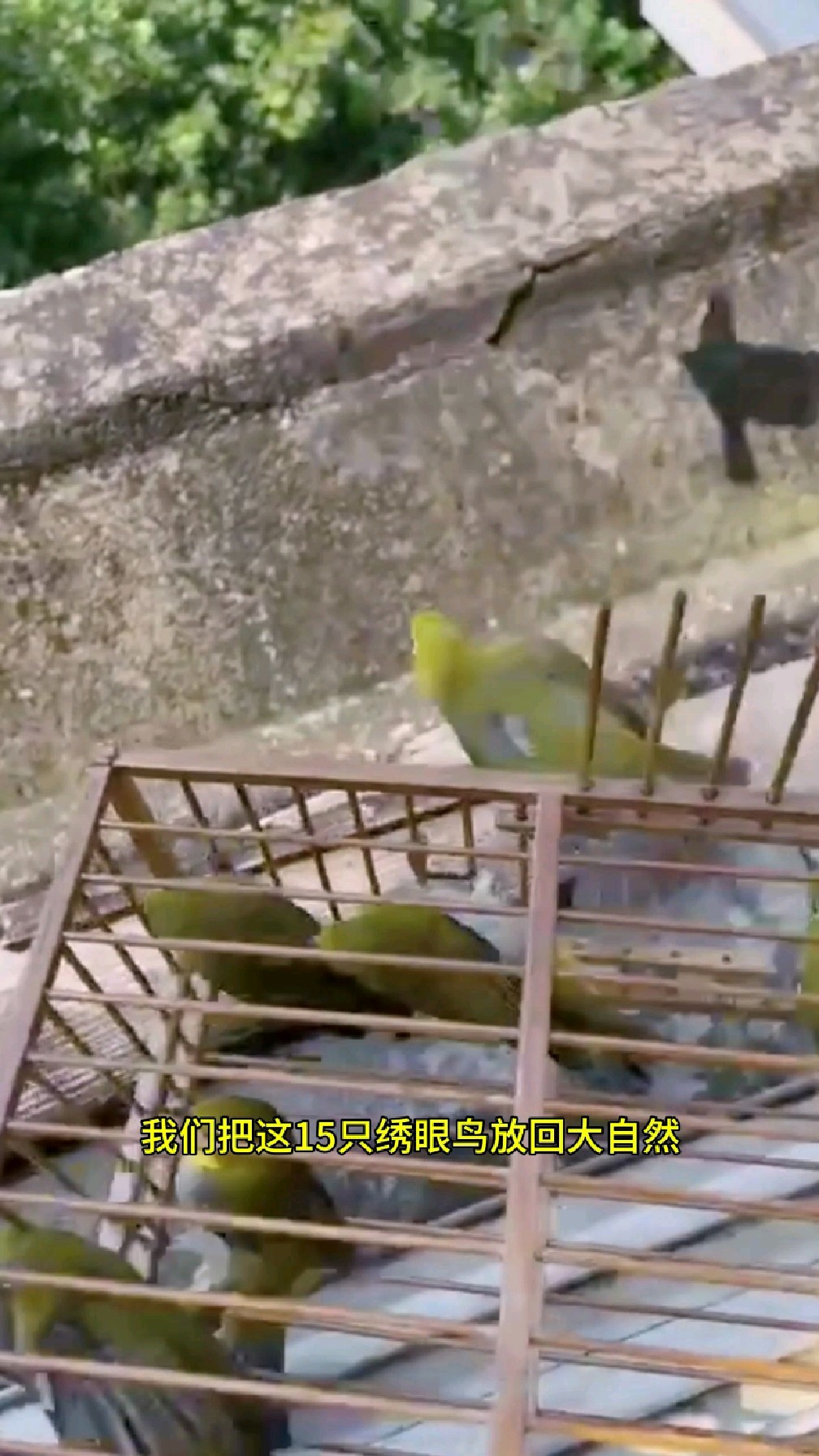 放生绣眼鸟,保护野生鸟类