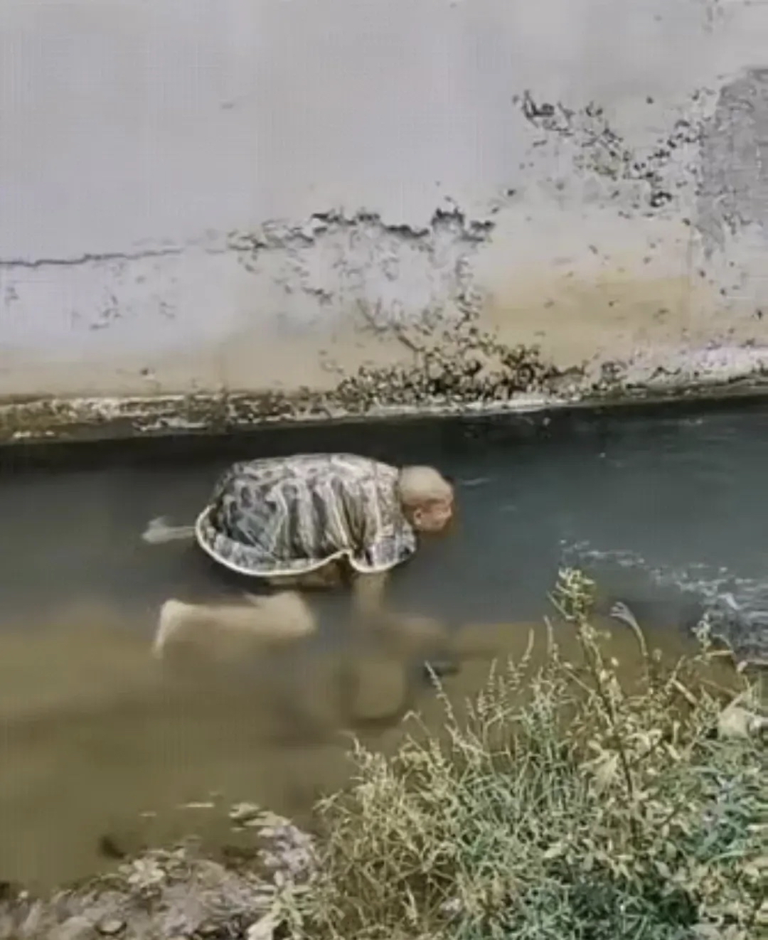 哇塞,这王八真的成精了.