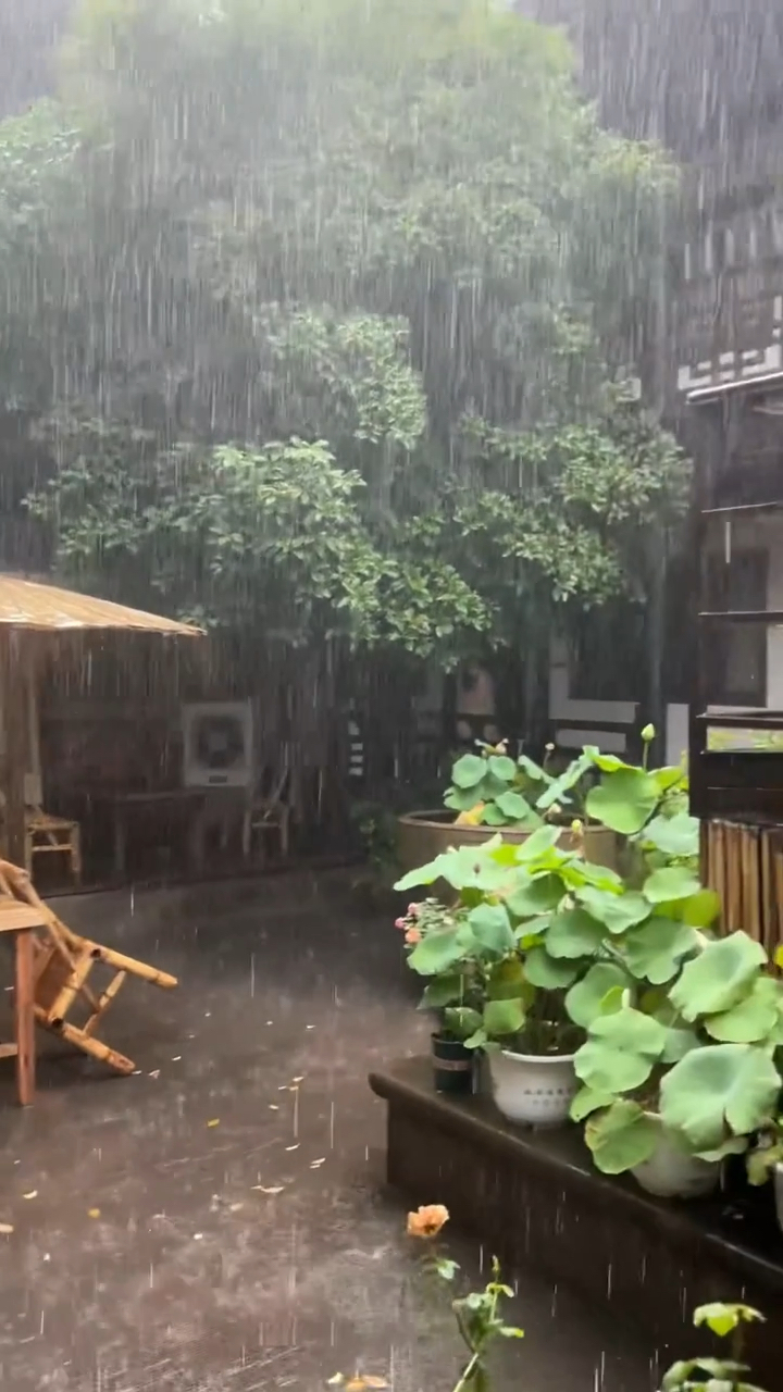 下雨天的小院,沏茶读书,卧听风雨,太治愈了!