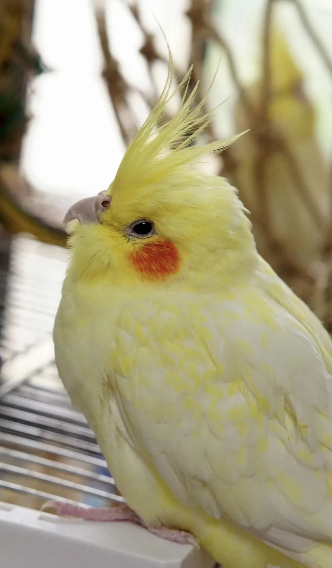 在一个阳光明媚的日子里,我邂逅了一只黄色可爱小鹦鹉