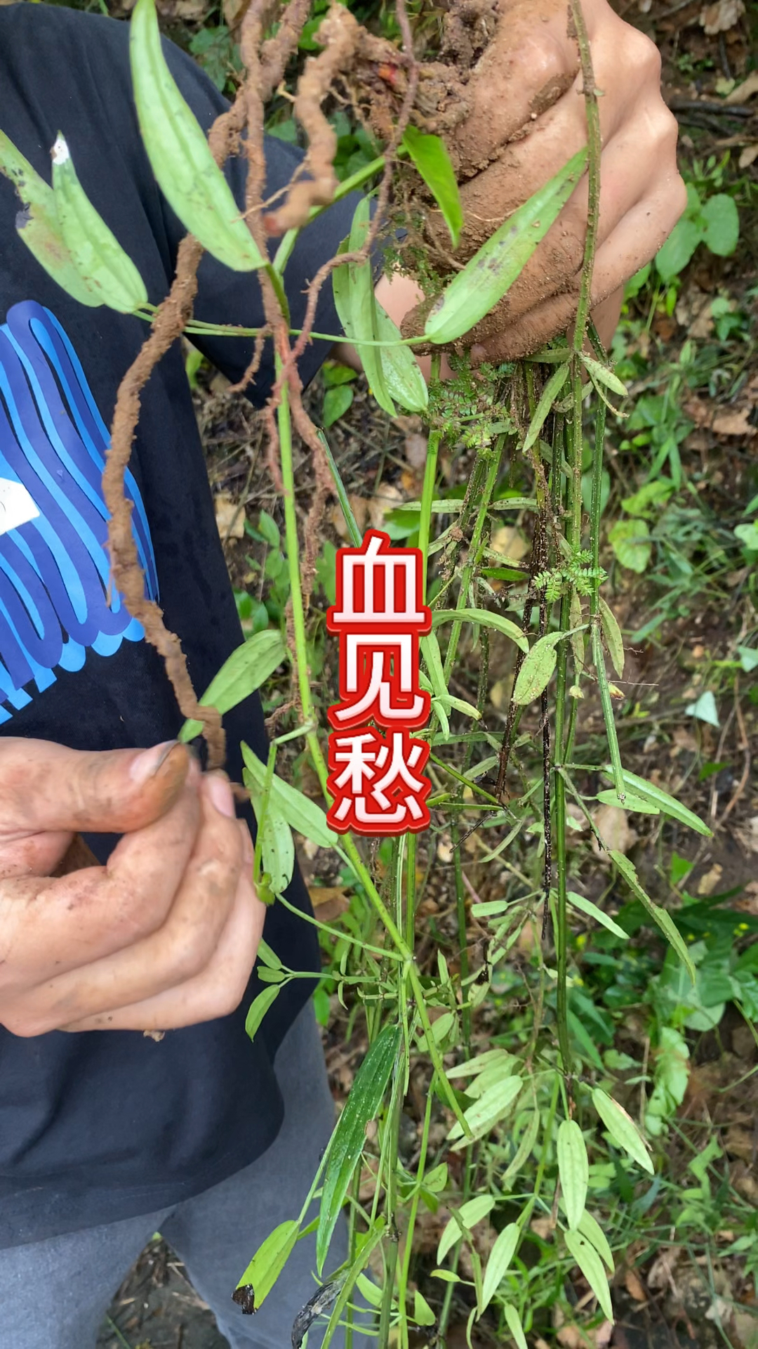 农村生活 一日一植物 血见愁
