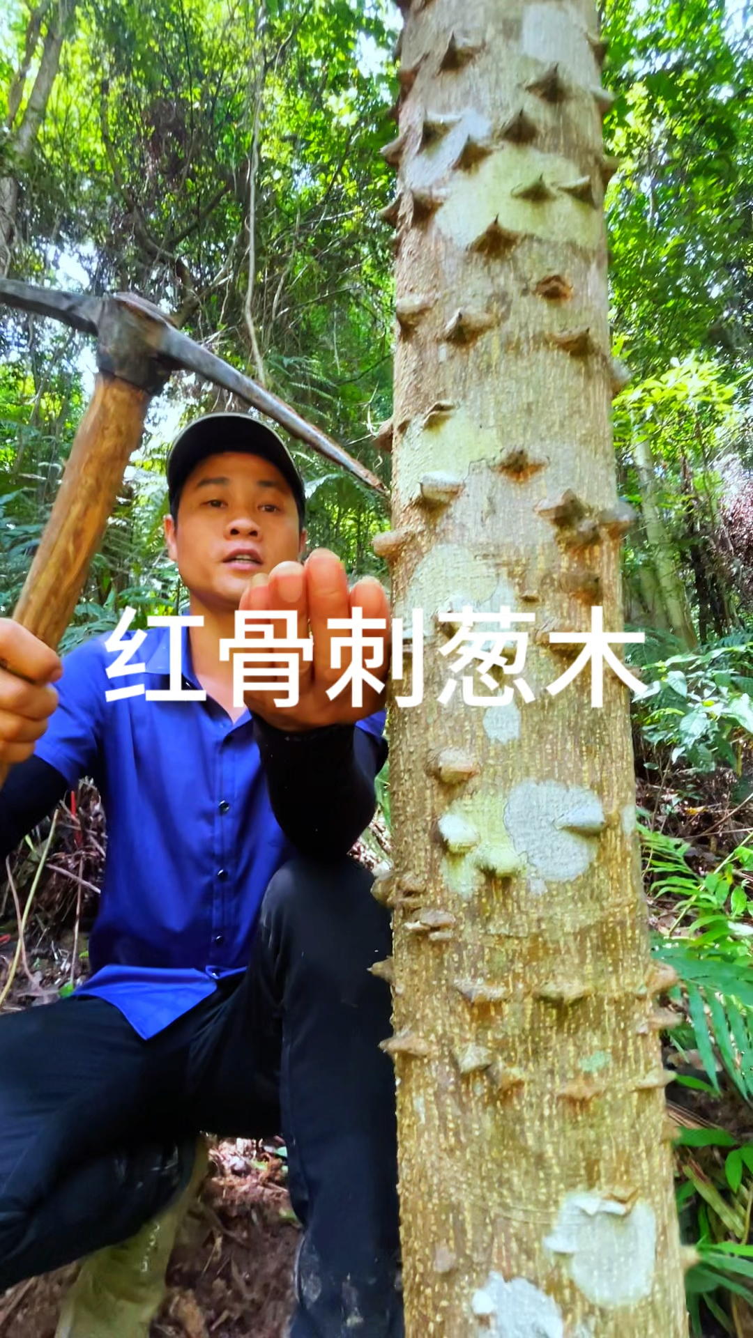 全身长满刺的植物,原来价值也不简单