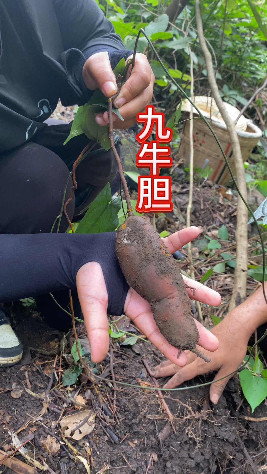 农村生活 九牛胆