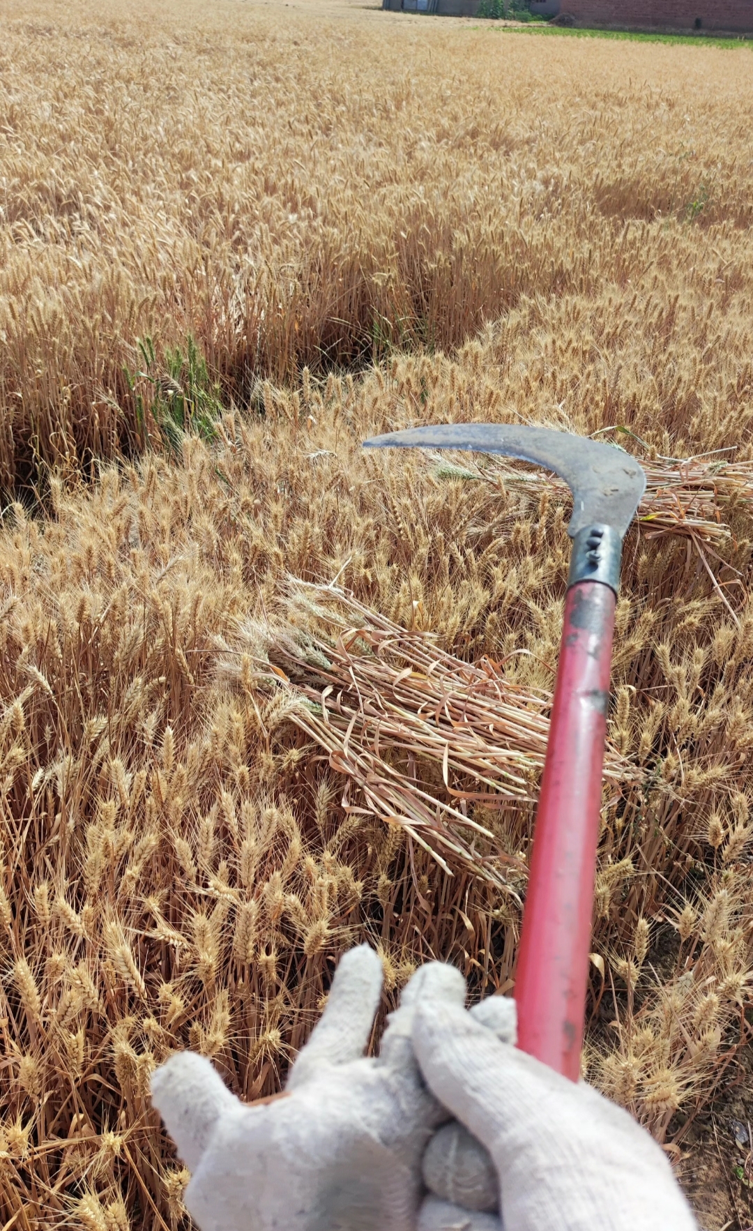 河北邯郸,男大学生回老家帮爷爷收割麦子,干着干着却哭了!
