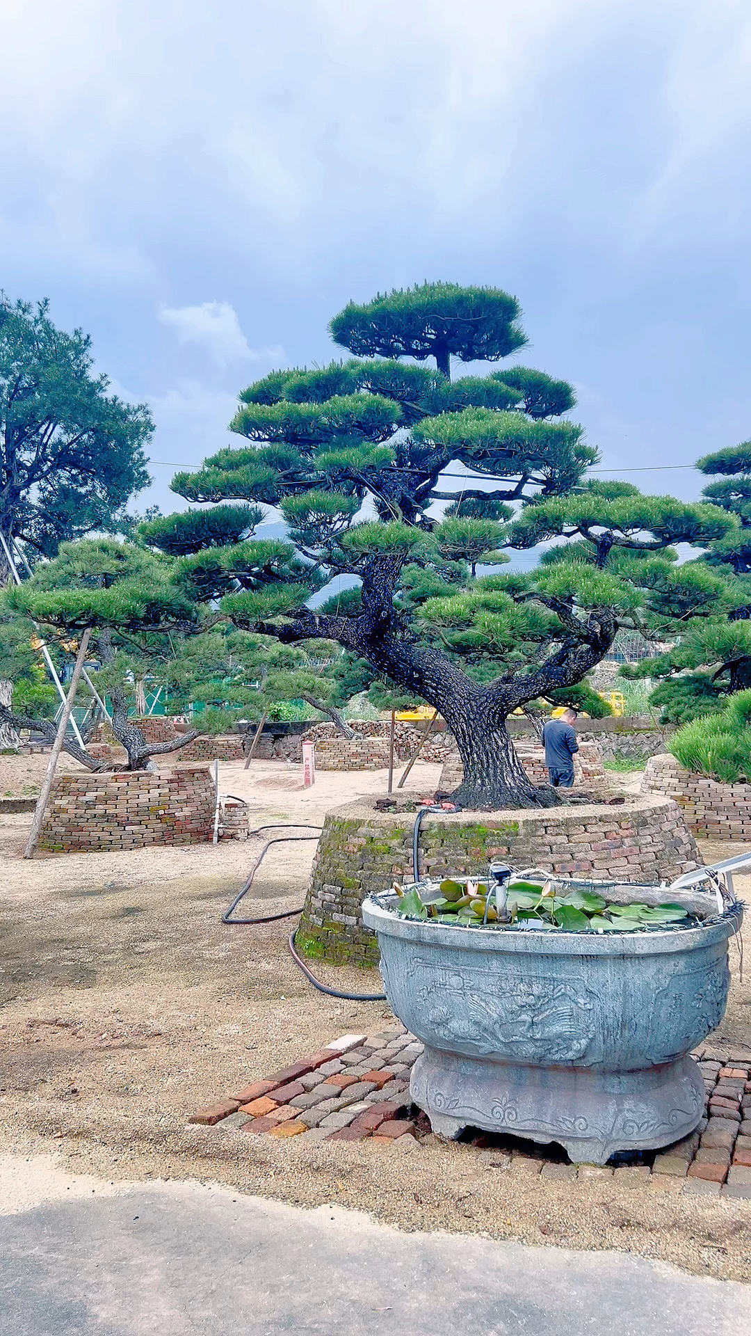 黑松地景树,这棵树奈斯吧!