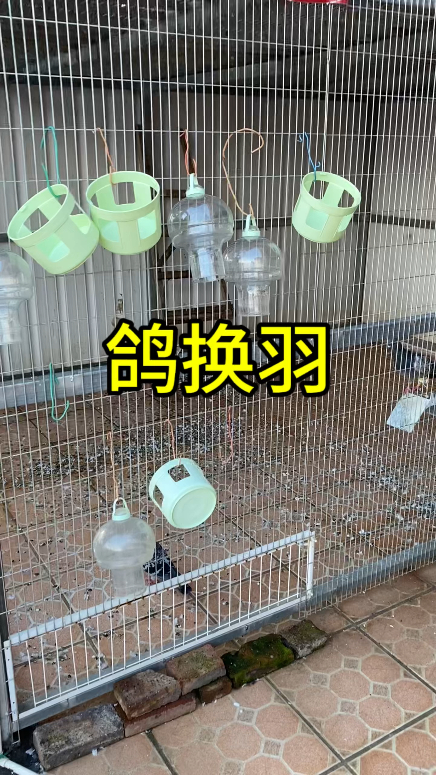 两天没打扫鸽舍,鸽子羽毛满地