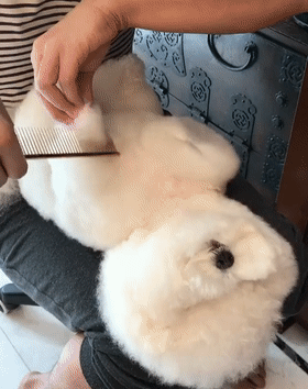 比熊对你"翻肚皮"是喜欢你?并不是,原来它是要表达这些意思