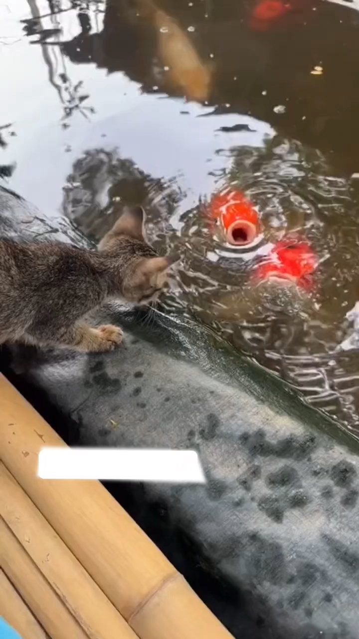 小猫海底抓鱼图片