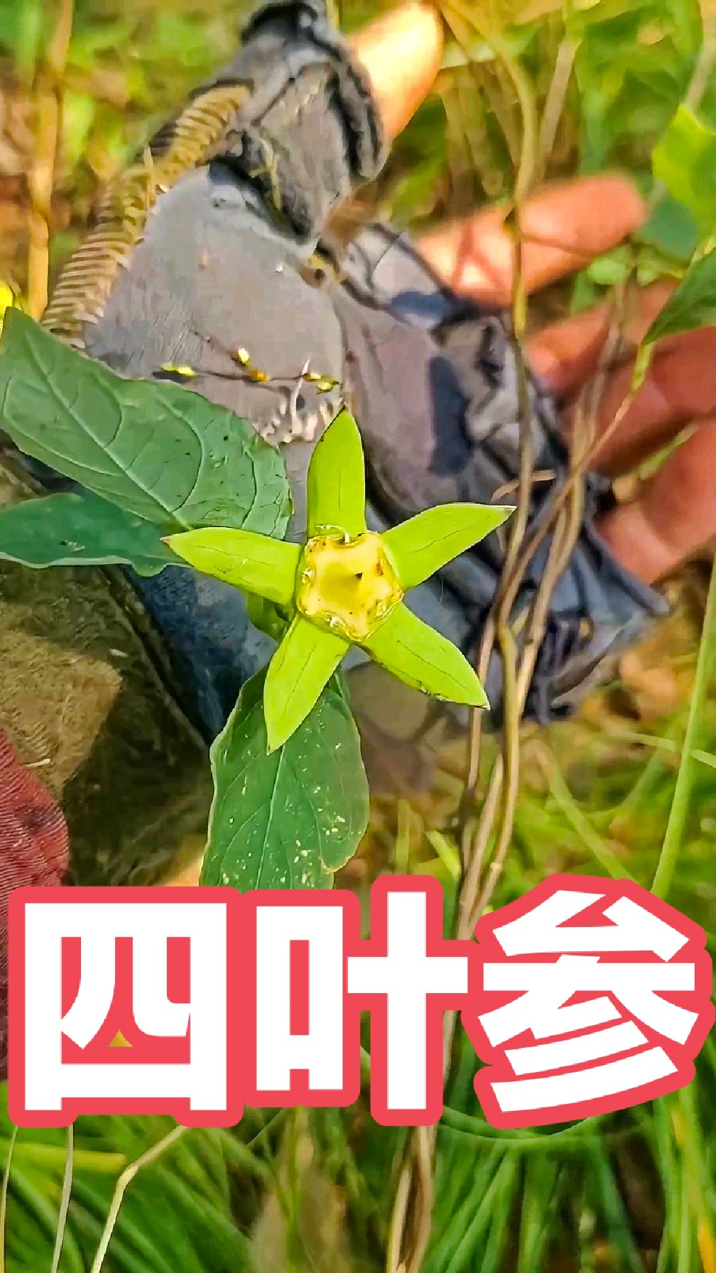 泰山四叶参花图片