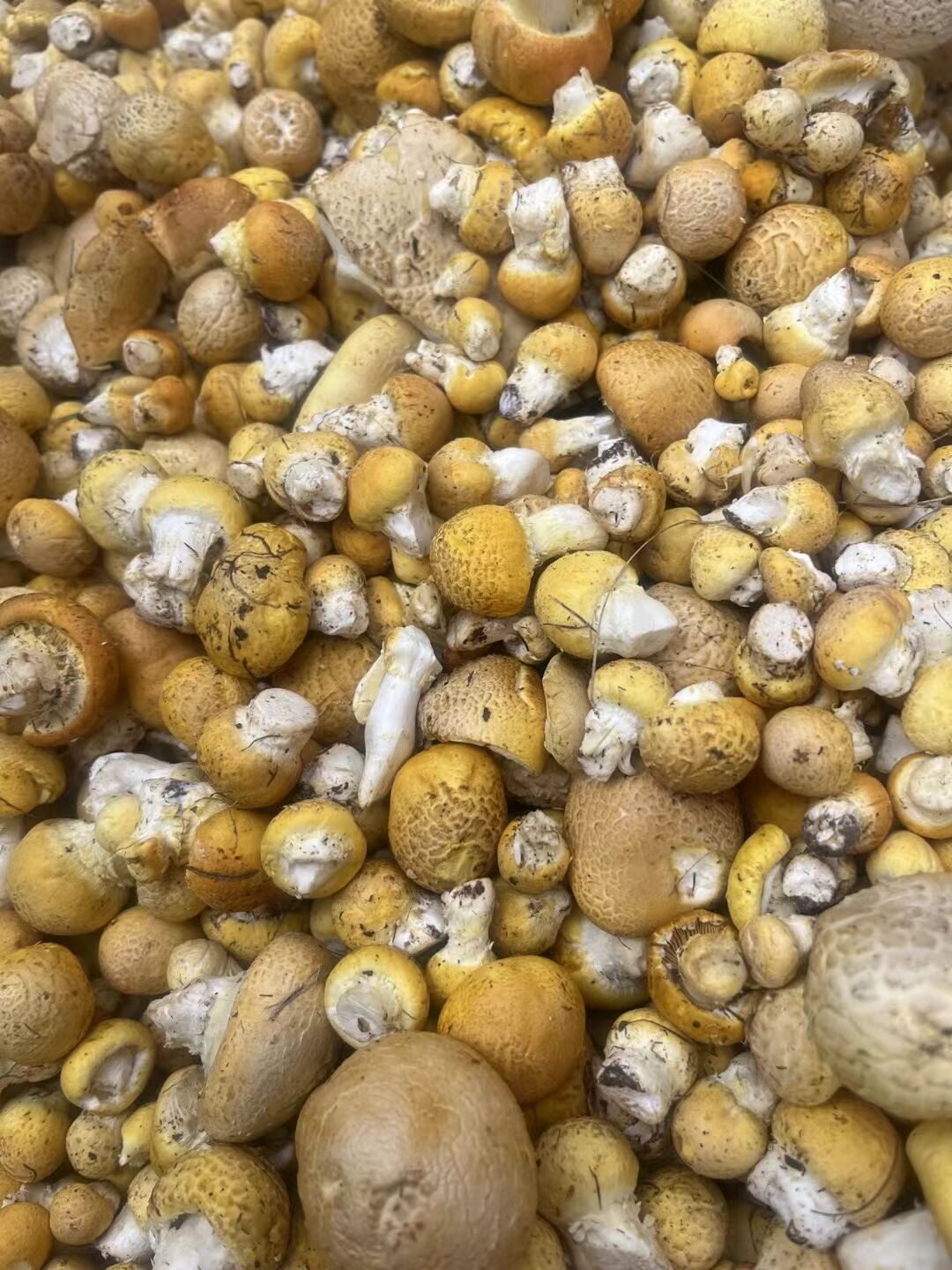 秋日美食大赏# 今天去山里采了一篮子野生松菌,回家炒了一道香脆可口