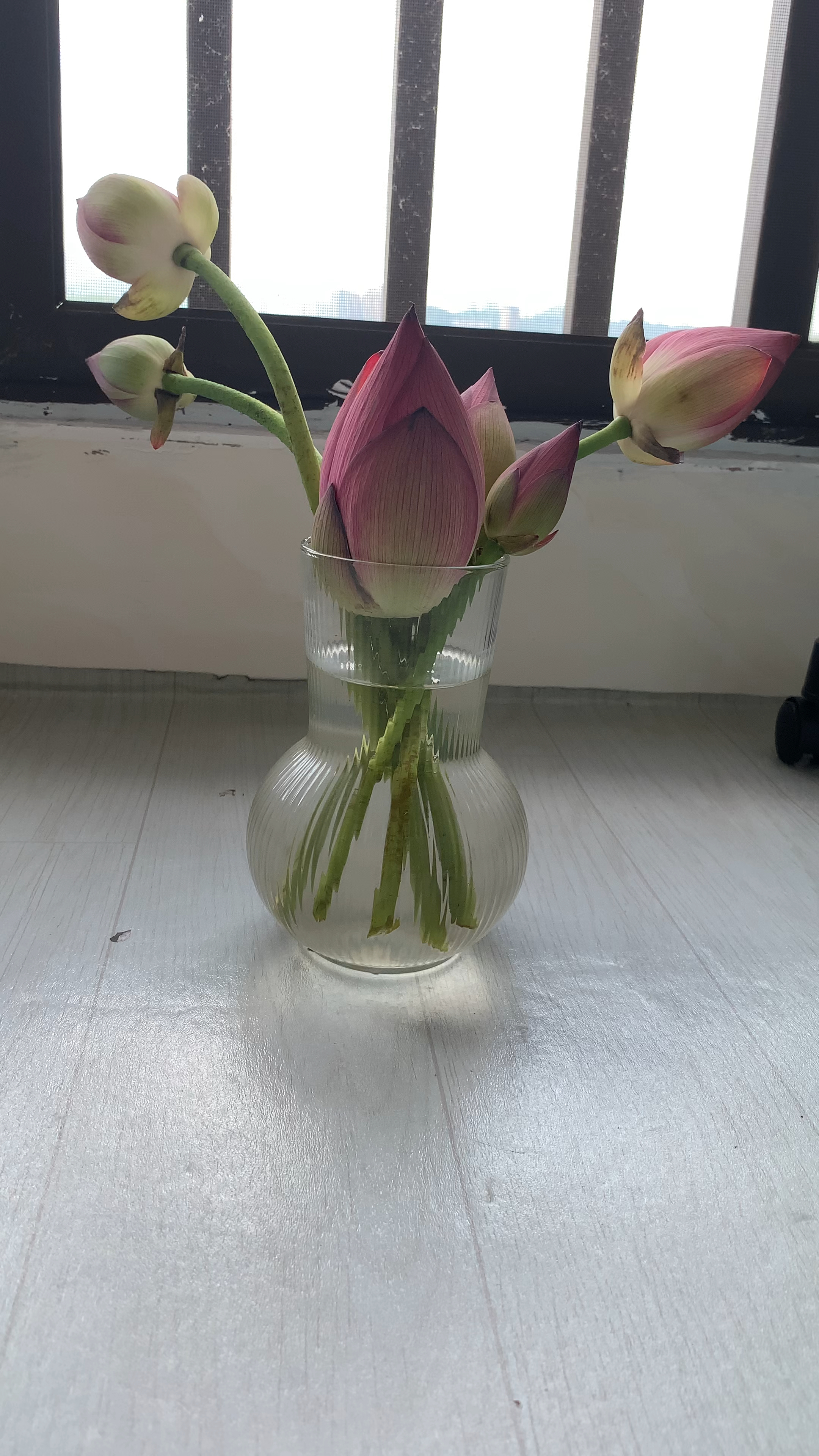 美女从荷塘里摘了一束荷花,插到家里的花瓶里