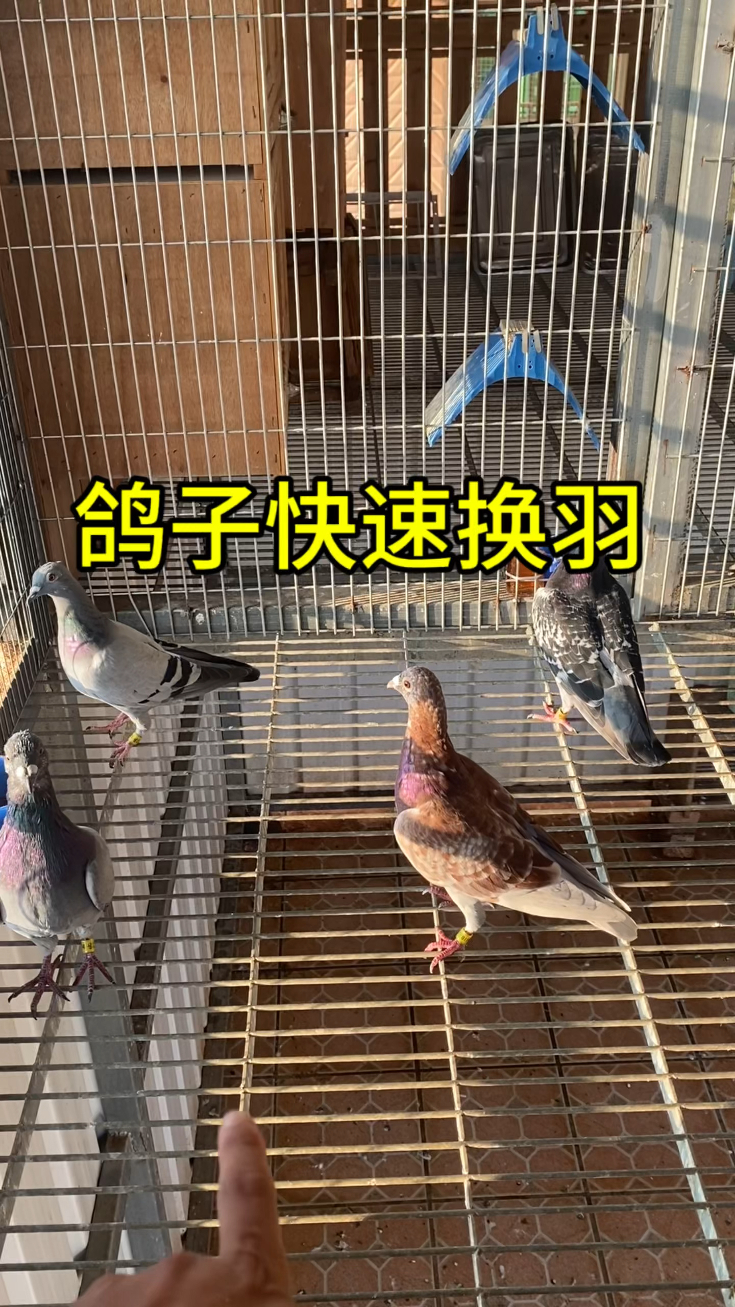 鸽子怎么快速换羽毛