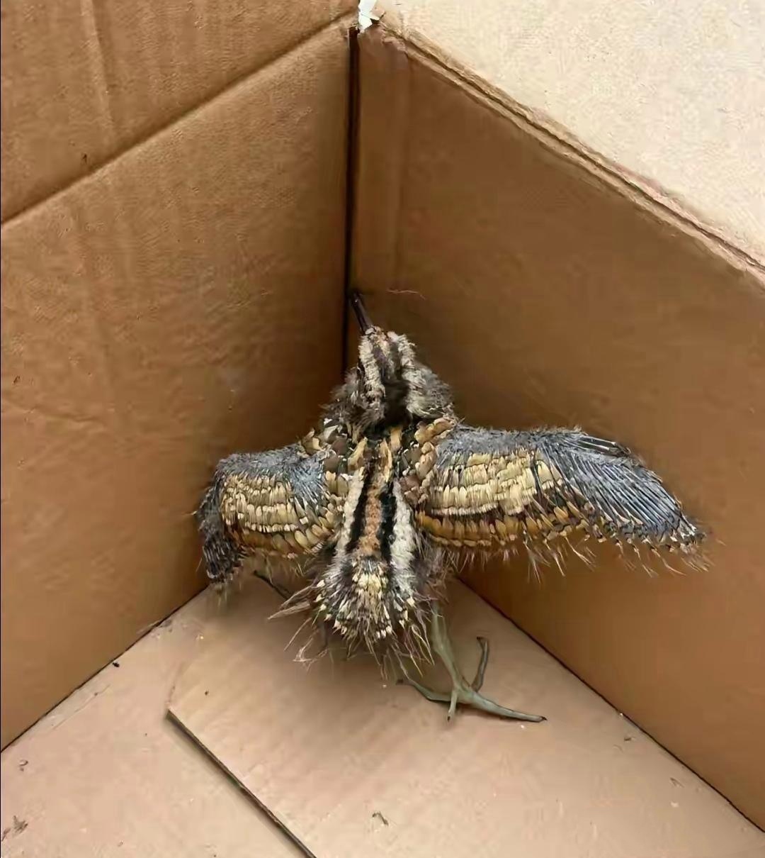 和男友爬山回来途中,看到一只受伤的鸟儿,见其可怜就把它捡回家.想问