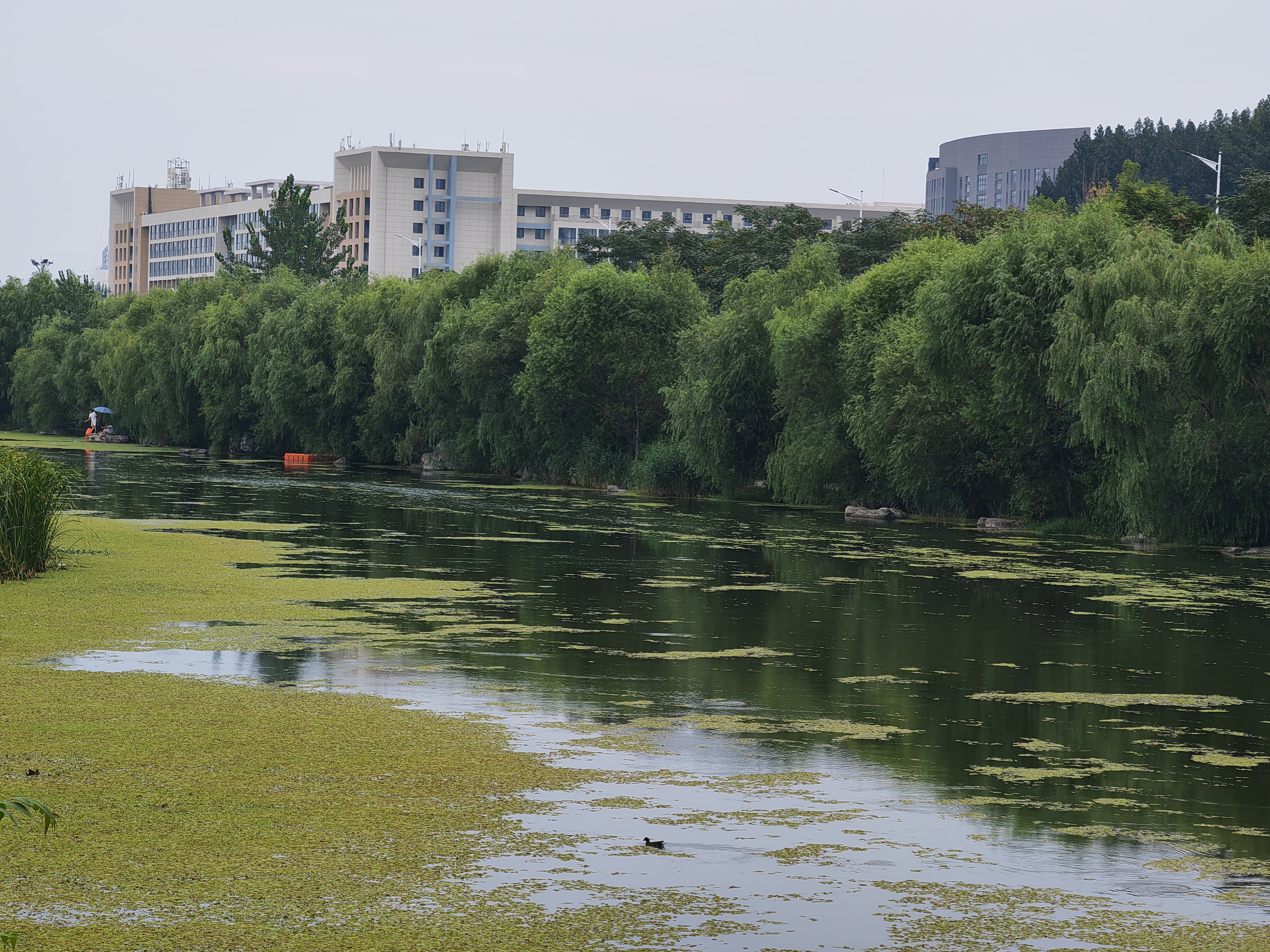 河北唐山青龙河宋学新庄1号桥东西两侧:小小只又又上线了,不知不觉还
