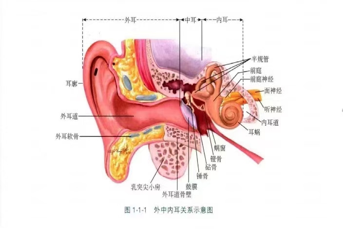 耳朵和大脑结构示意图图片