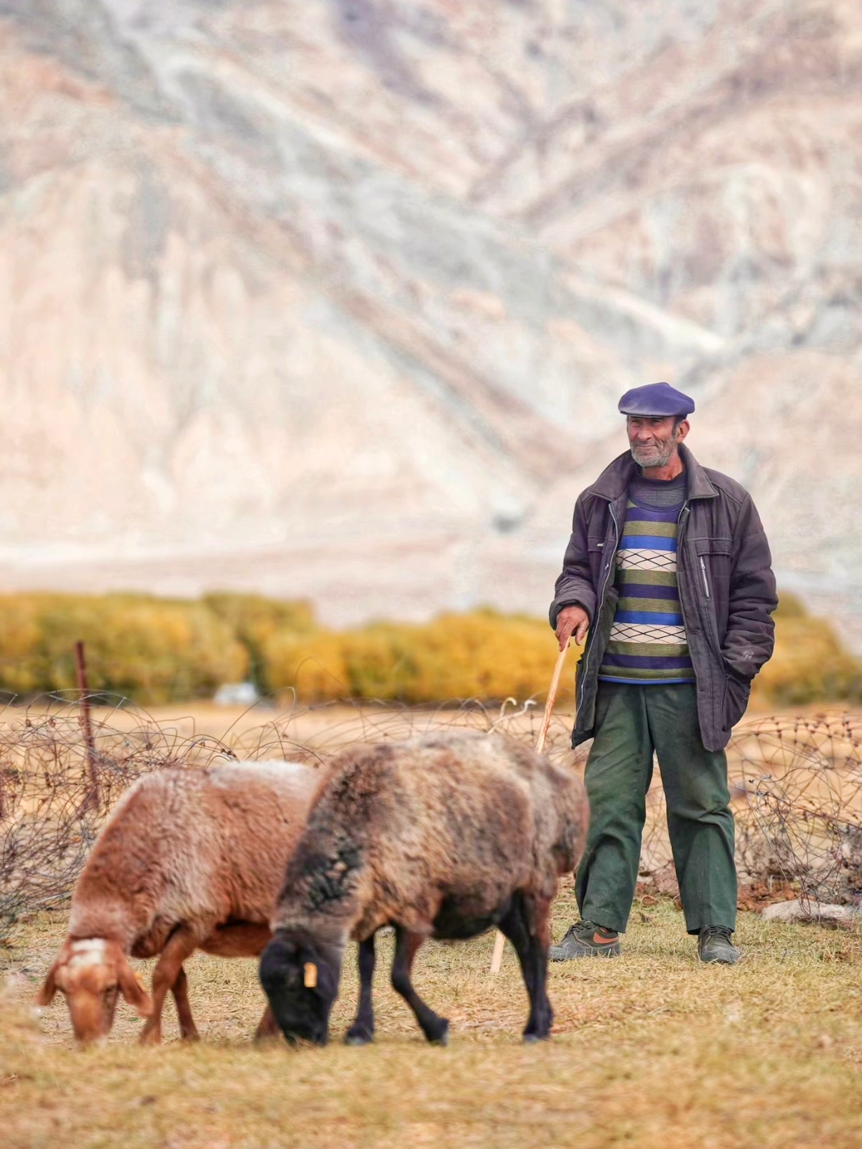 最美的风景会在途中不经意间出现,巍峨雪山下的牧羊人,还有