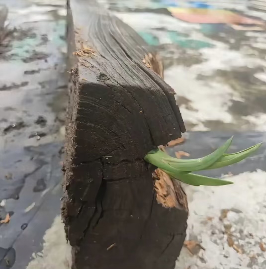 一块破木头,缝里竟然发芽了!你说奇不奇怪?