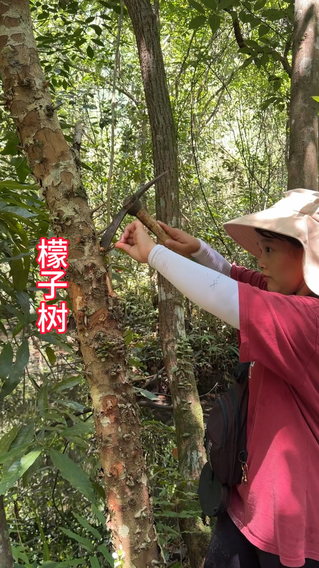 农村生活,一日一植物,三农,檬子树.