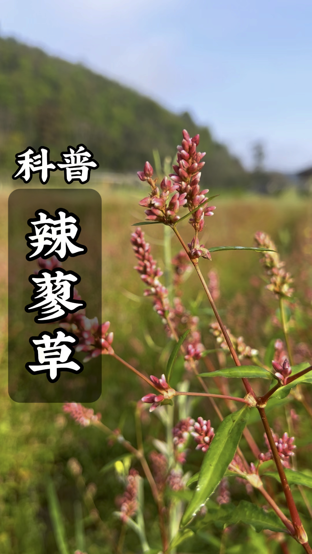 辣蓼草又叫酒曲草,醉鱼草,它有三妙用,你的家乡怎么叫它的呢