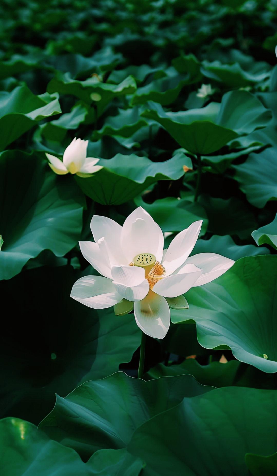 最近在其它平台玩,来百度较少,朋友们的评论也