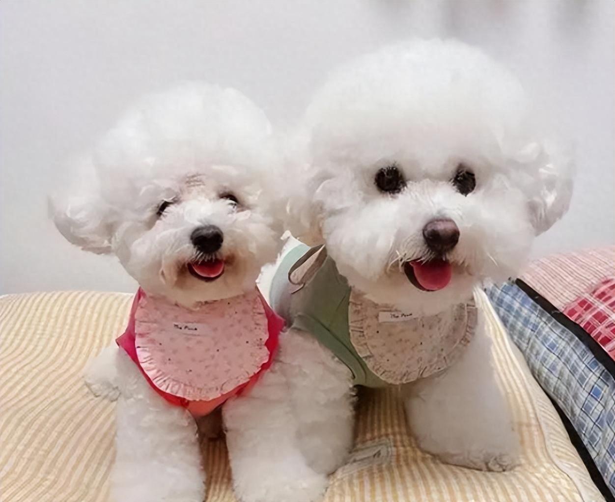 比熊犬纯种vs串串的7个区别