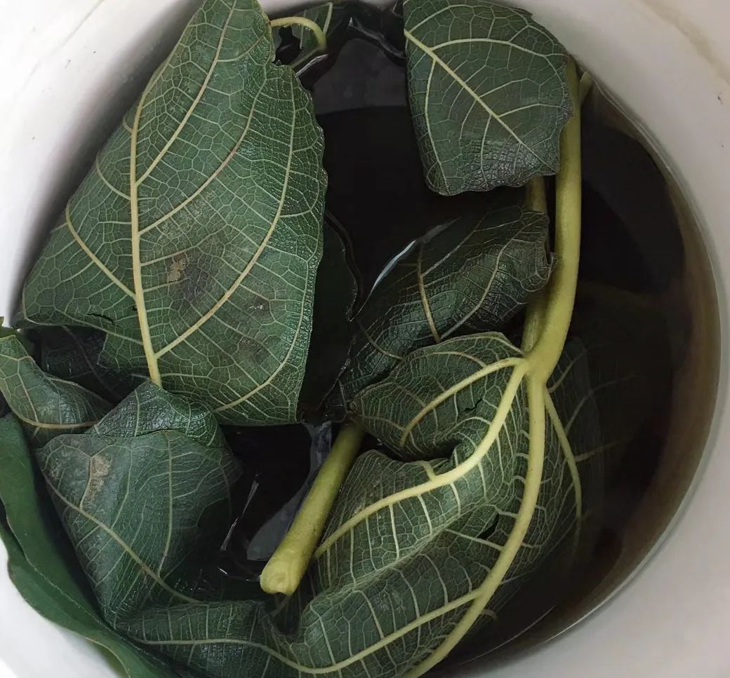今天才知道,原来无花果叶煮水,价值这么高?有3个厉害作用!
