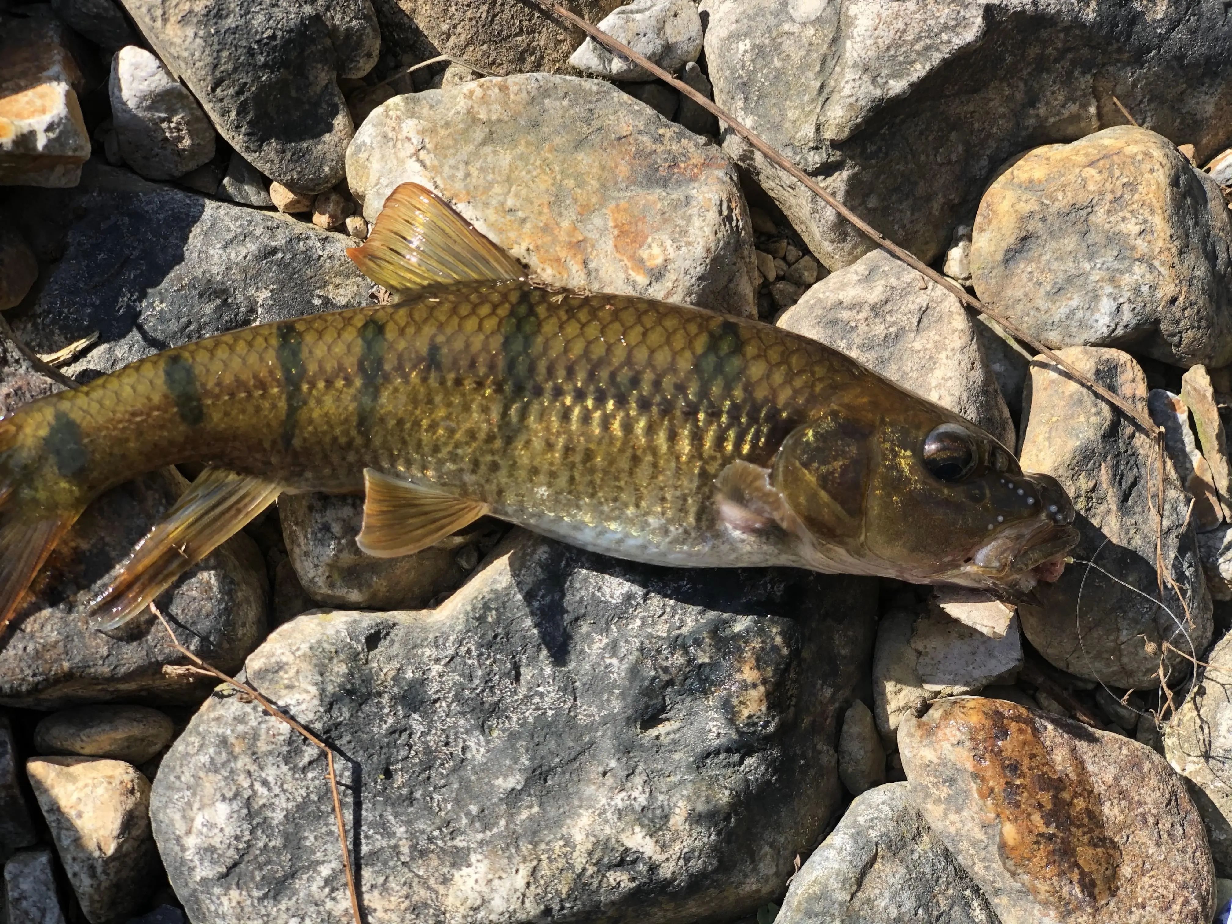 浙江一男子钓上大量溪石斑,半天钓了30多斤,网友:不像野生的!