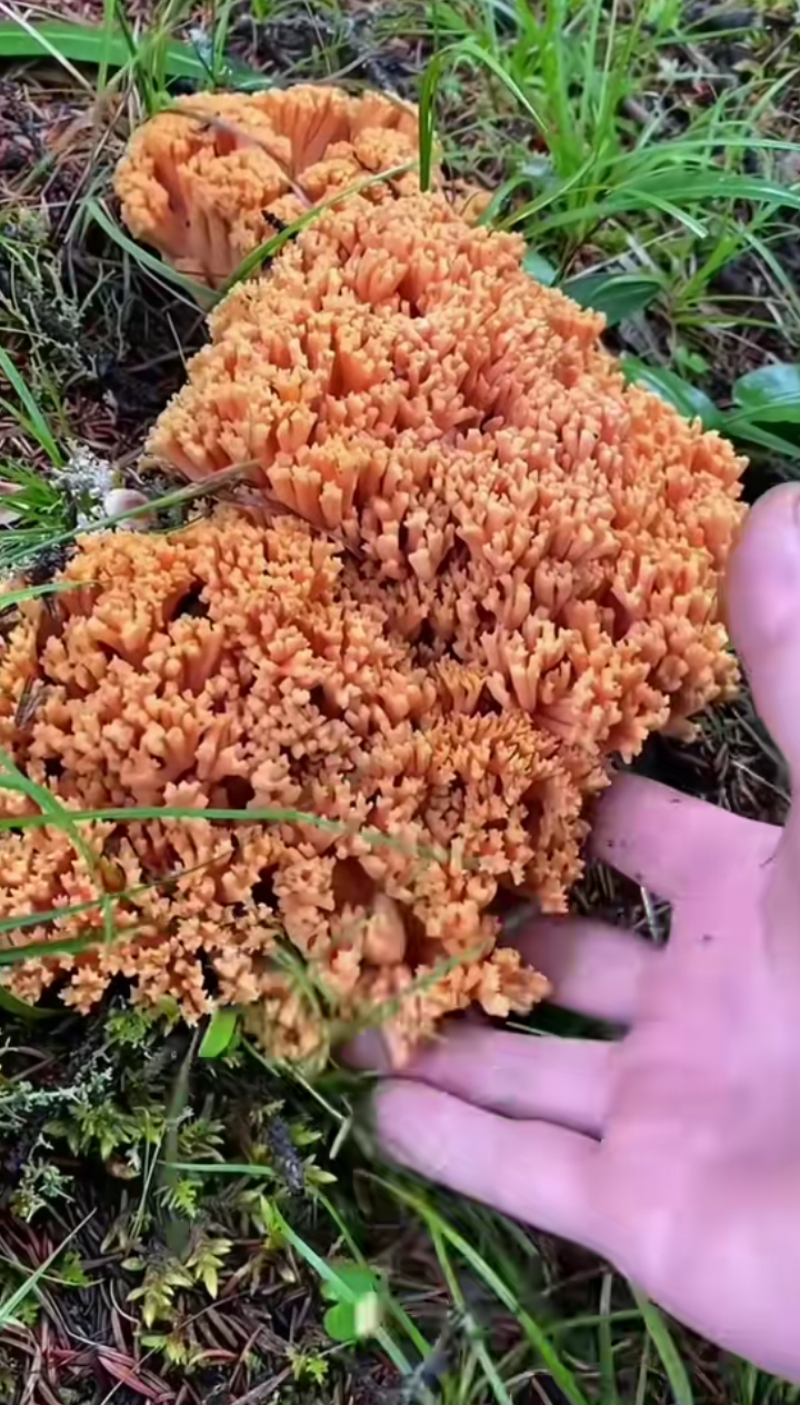 我们这叫它"扫帚菌",你们那叫它啥?