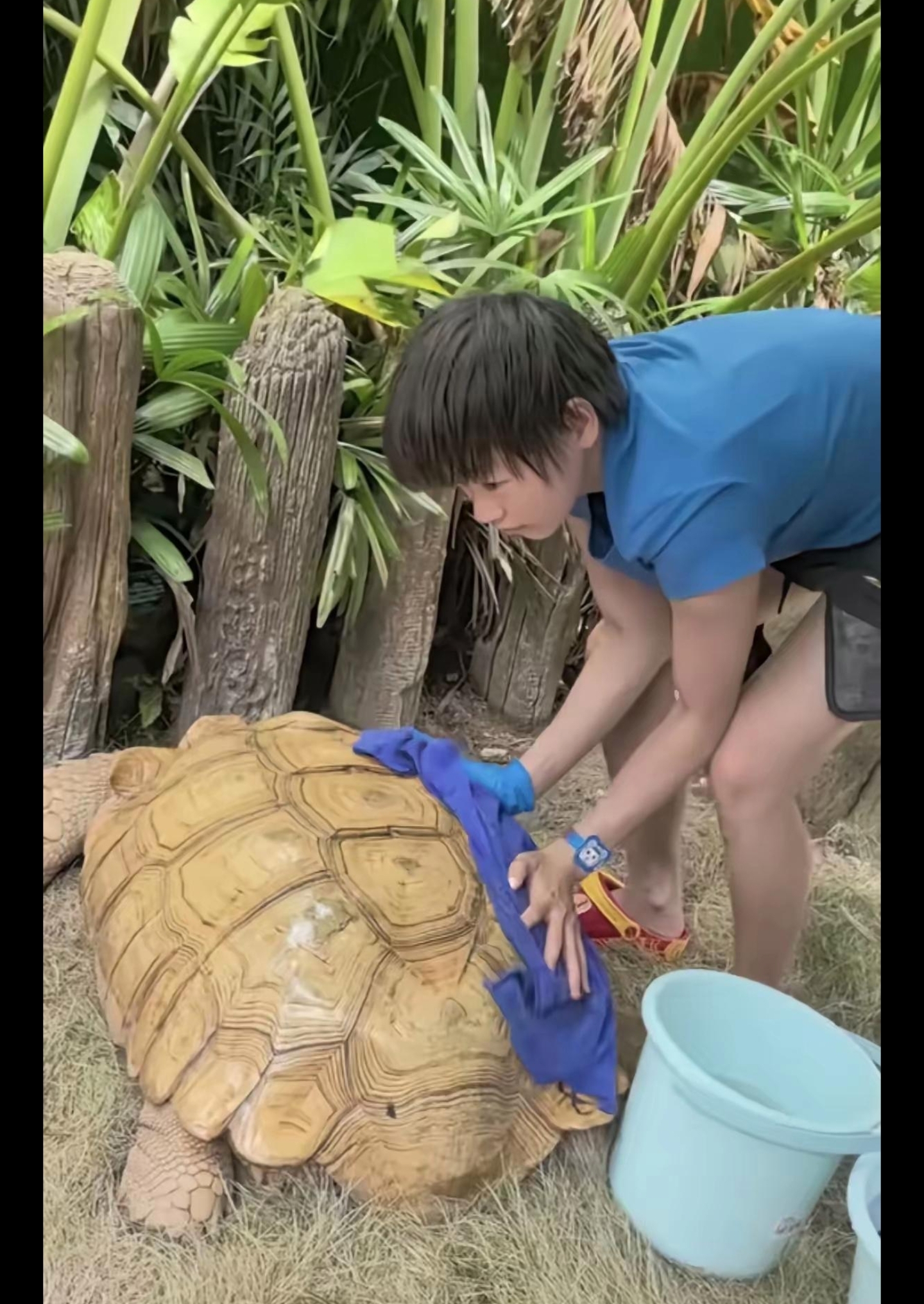 看看婵宝给大乌龟洗澡