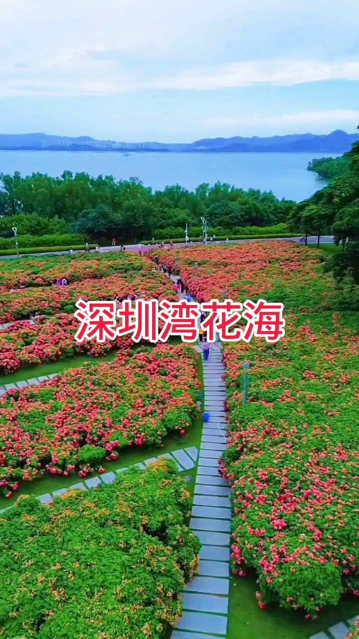 深圳湾公园流花山花海图片