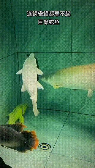 320_568竖版 竖屏gif 动态图 动图