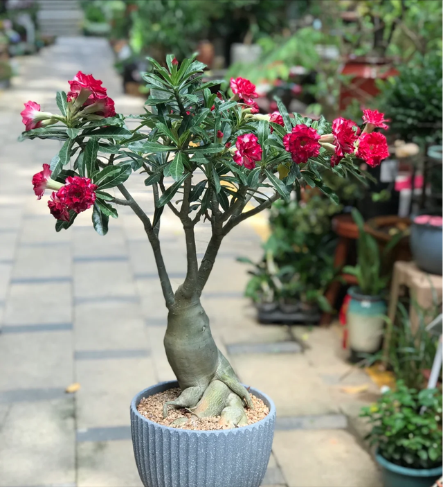 沙漠玫瑰已被拉入黑名单,原因有4点,花友们别再养了