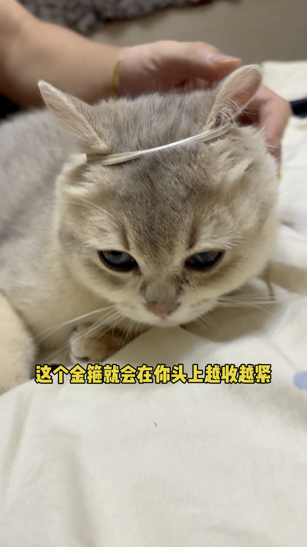 猫戴金箍壁纸图片