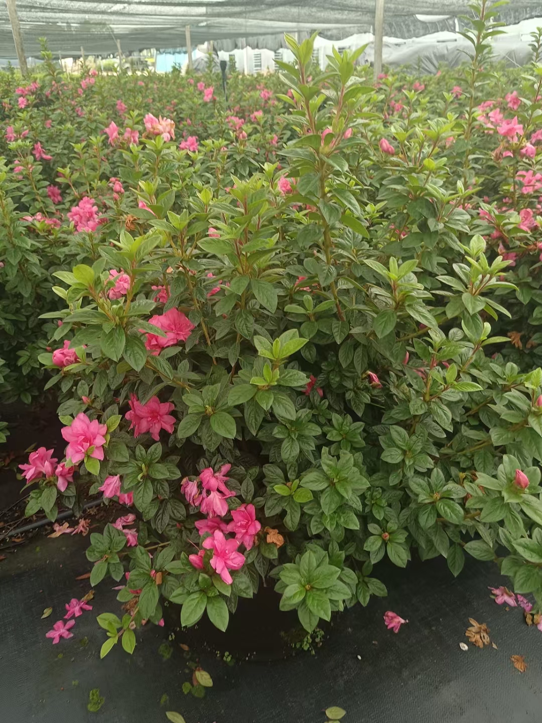 安酷杜鹃是一种非常受欢迎的花卉品种,它具有许多独特的优点和特性