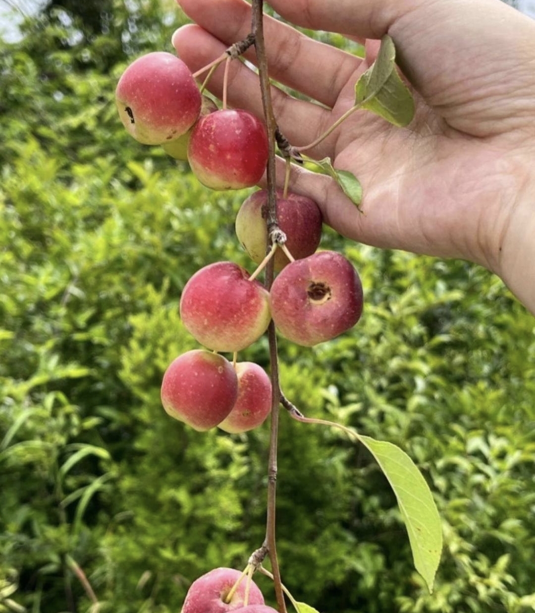 在我家乡,它被叫做花红小苹果.不知你们那里叫它什么呢?